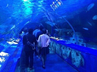東京都・品川で「夜の水族館」を貸し切り! 謎解き婚活イベント開催