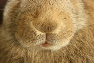 栃木県・那須どうぶつ王国で、"動物の鼻"の秘密を学習するイベントが開催