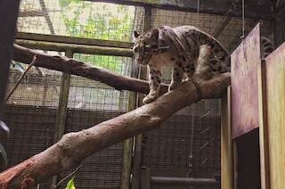 神奈川県・よこはま動物園に、ネコ科・ウンピョウ2匹が来園