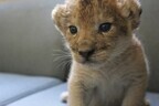 ライオンの赤ちゃん、公開開始!!