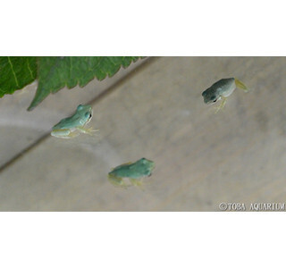 「青いアマガエル」展示中 - 鳥羽水族館