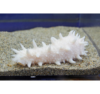 白いナマコ、展示中