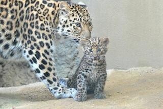 ネコ科・アムールヒョウの赤ちゃんの公開が開始