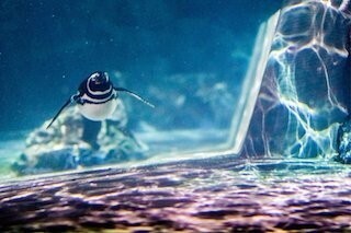 東京都・すみだ水族館で、"ペンギン花火"が見られる!!