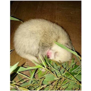 レッサーパンダの赤ちゃん誕生! - まだ体は真っ白