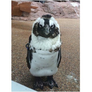 換羽中のペンギン、まるでライオンのようになる