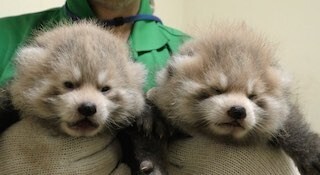 レッサーパンダの赤ちゃんが誕生