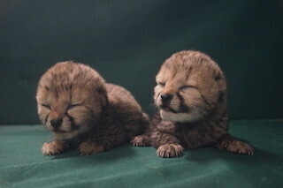 待望のチーターの赤ちゃんが誕生