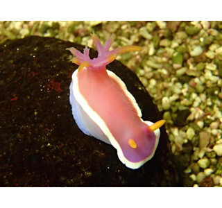 大阪府大阪市で開催中! カラフルな不思議生物「ウミウシ展」延長決定