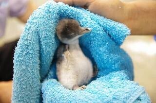 ジェンツーペンギンのヒナ2羽が孵化!