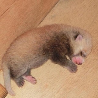 兵庫県・神戸市立王子動物園で、25年ぶりにレッサーパンダの赤ちゃん誕生