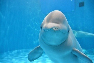 愛知県・名古屋港水族館のシロイルカが満3歳に!