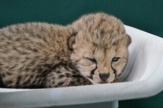 チーターの赤ちゃんの眼がついに開いた!