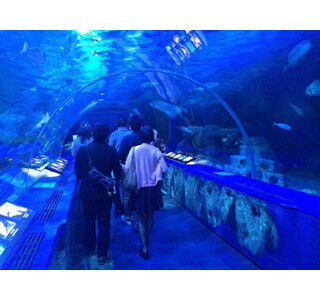 東京都・しながわ水族館で謎解き婚活イベント開催! 本物のイルカも恋を応援