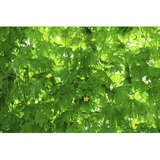 住まいと安全とお金 (28) 住まいに関する節約術(3) - 一挙3得! 住まいに関する日々の節約