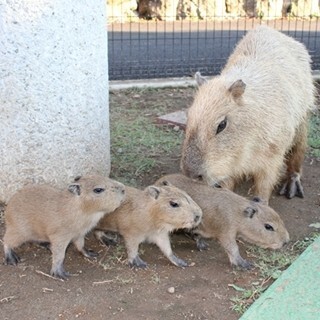 伊豆シャボテン公園「カピバラ虹の広場」でカピバラの赤ちゃん3頭誕生!