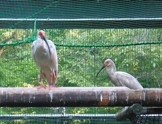 東京都・多摩動物公園で孵化したトキ9羽が成長中