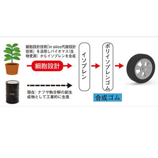 横浜ゴムなど、バイオマスからイソプレンを合成 - 合成天然ゴムの原料