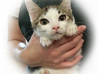 東京都豊島区で、266匹の猫の里親を募集中