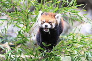 東京都・多摩動物公園が、長寿動物イベントを開催