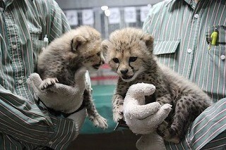 チーターの赤ちゃんが展示場デビュー