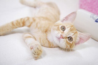 なぜ猫はお父さんよりもお母さんに懐くのか - 獣医師が解説