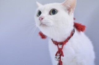 映画「猫侍」の玉之丞様に私のような人間ごときが会いに行ってみた