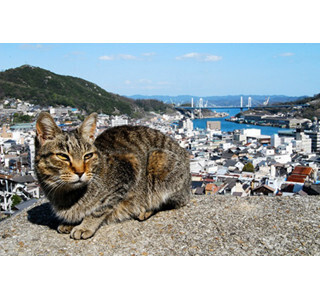 猫好き集まれ! 「尾道猫の待っている路地めぐりツアー」募集スタート!