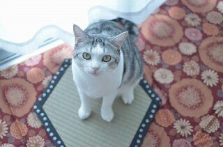 京都の老舗畳店が作った「猫転送装置」を使って猫を転送してみた