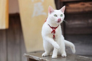 映画「猫侍」玉之丞の未公開カット公開