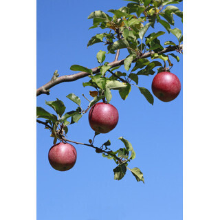 黄金を巡る旅 (7) 黄金を生み出そうとした男、その名は「ニュートン」!?