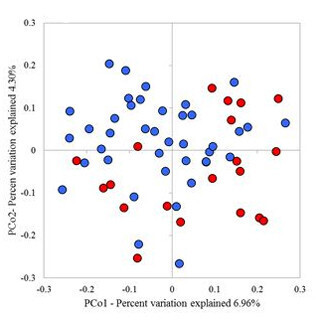 多発性硬化症、発症に特定の腸内細菌の減少が関与か - NCNP