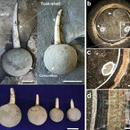 化石は生物の死後数週間で形成されていた - 名大が形成メカニズムを解明