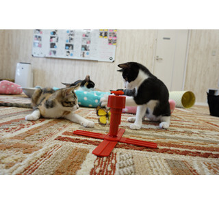 猫だらけの「仔猫祭り」開催中