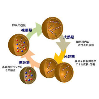 神奈川大学、繰り返し分裂できる人工細胞を開発 - 「進化」の可能性も?