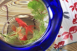 うちの金魚を見て!! 「素人金魚名人戦」が開催