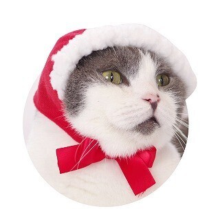 全国のガチャガチャに、猫のかぶりもの「ねこずきんちゃん」が登場