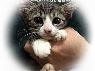 東京都豊島区で、273匹の猫の里親を募集中