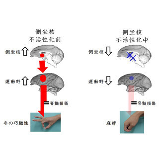 リハビリによる運動機能回復にはやる気が重要 - 生理研が脳科学的に解明
