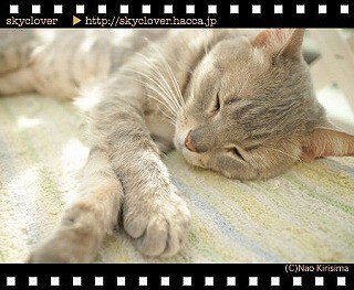 東京都・大塚で「猫が邪魔する一眼レフ教室」が開催