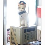 『先生と迷い猫』主役猫･ドロップが1日車掌就任! 猫テープカット映す動画も