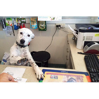 職場に犬を連れて行った結果…みんなハッピーになることが判明! - 写真10枚
