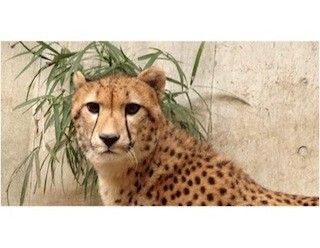 東京都・多摩動物公園で、チーターの姉妹の単独飼育を開始