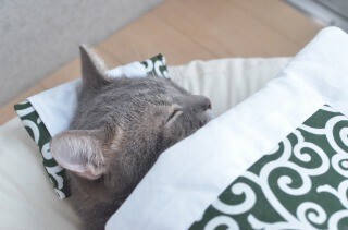 猫用のお布団を実際に使ってみた