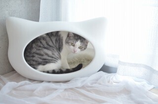 たいていの猫カフェにある"アレ"を、うちの猫にも使ってもらった!!