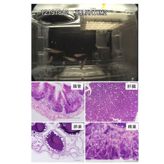 宇宙飼育メダカは免疫に関わる遺伝子の発現が変化 - 新潟大