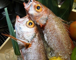 東京都・銀座に"のどぐろ"尽くしの専門店誕生 - のどぐろのしゃぶしゃぶも!