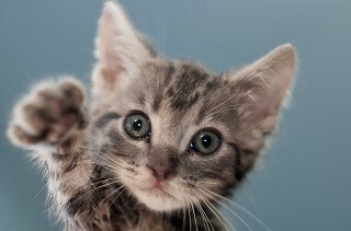 猫は猫好きな人間と猫嫌いな人間を見分けることができるのか