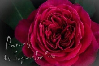 "花の色が変化していく究極のバラ"ギフトセットを1日20本限定、WEB発売開始