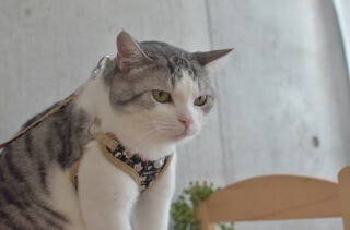 うちの猫のために、防災グッズを用意してみた